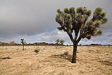 爆料者辟谣《怪物猎人：荒野》细节传闻：都是假的